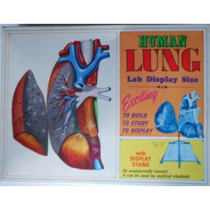 Human Lung