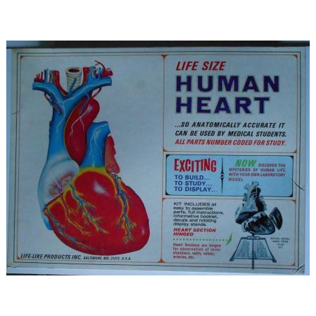 HUMAN HEART
