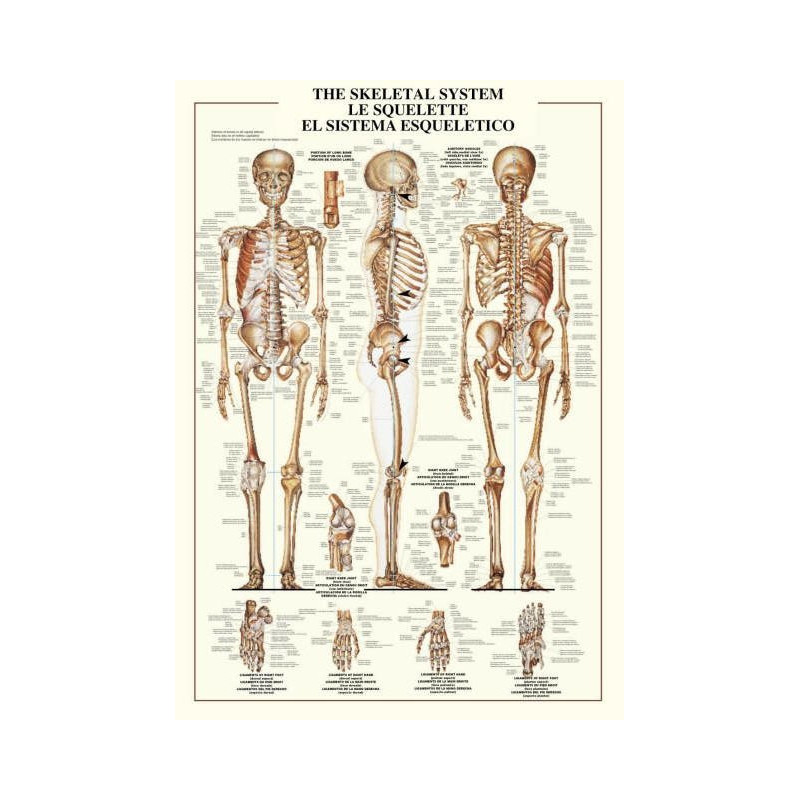THE SKELETAL SYSTEM - 1000PZ