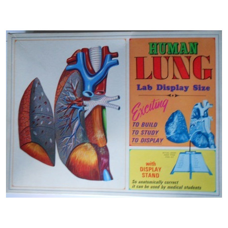 Human Lung