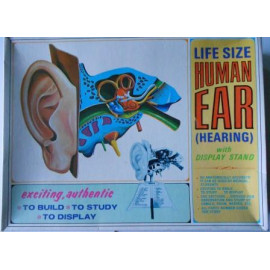 HUMAN EAR