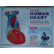 HUMAN HEART