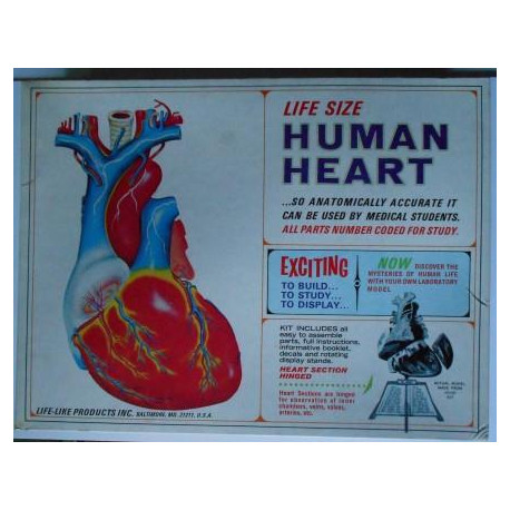 HUMAN HEART