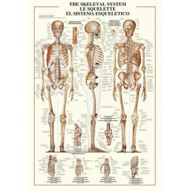 THE SKELETAL SYSTEM - 1000PZ