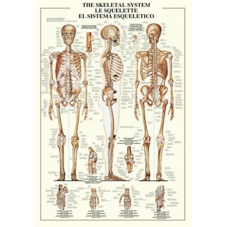 THE SKELETAL SYSTEM - 1000PZ